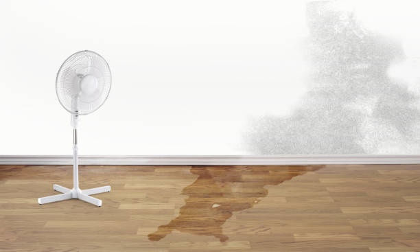 Best Local water damage restoration  in Port Allegany, PA